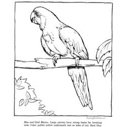 Dibujo para colorear: Zoológico (Animales) #12806 - Dibujos para Colorear e Imprimir Gratis