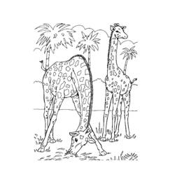 Dibujo para colorear: Zoológico (Animales) #12814 - Dibujos para Colorear e Imprimir Gratis