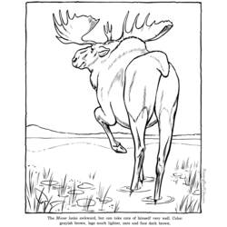 Dibujo para colorear: Zoológico (Animales) #12859 - Dibujos para Colorear e Imprimir Gratis