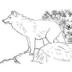 Dibujo para colorear: Zoológico (Animales) #12922 - Dibujos para Colorear e Imprimir Gratis