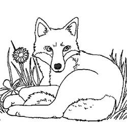 Dibujo Zorro (Animales) #179498 para imprimir y colorear