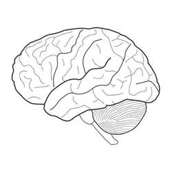 Dibujo para colorear: Human Brain (Aprendizaje y Educación) #185387 - Dibujos para Colorear e Imprimir Gratis