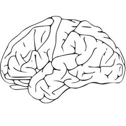 Dibujo para colorear: Human Brain (Aprendizaje y Educación) #185391 - Dibujos para Colorear e Imprimir Gratis