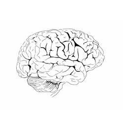 Dibujo para colorear: Human Brain (Aprendizaje y Educación) #185393 - Dibujos para Colorear e Imprimir Gratis