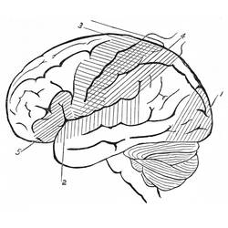 Dibujo para colorear: Human Brain (Aprendizaje y Educación) #185394 - Dibujos para Colorear e Imprimir Gratis