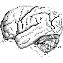 Dibujo para colorear: Human Brain (Aprendizaje y Educación) #185395 - Dibujos para Colorear e Imprimir Gratis