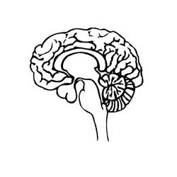 Dibujo para colorear: Human Brain (Aprendizaje y Educación) #185396 - Dibujos para Colorear e Imprimir Gratis