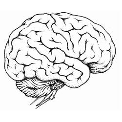 Dibujo para colorear: Human Brain (Aprendizaje y Educación) #185397 - Dibujos para Colorear e Imprimir Gratis