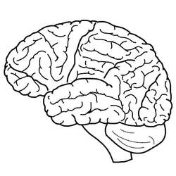 Dibujo para colorear: Human Brain (Aprendizaje y Educación) #185398 - Dibujos para Colorear e Imprimir Gratis