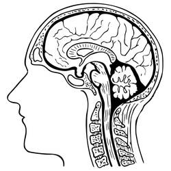 Dibujos para colorear: Human Brain - Dibujos para Colorear e Imprimir Gratis