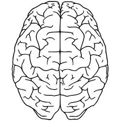 Dibujo para colorear: Human Brain (Aprendizaje y Educación) #185400 - Dibujos para Colorear e Imprimir Gratis