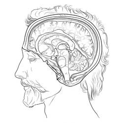 Dibujo para colorear: Human Brain (Aprendizaje y Educación) #185401 - Dibujos para Colorear e Imprimir Gratis