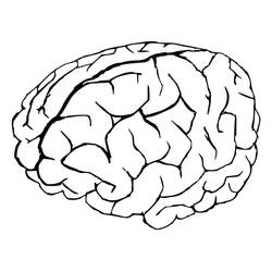 Dibujo para colorear: Human Brain (Aprendizaje y Educación) #185402 - Dibujos para Colorear e Imprimir Gratis