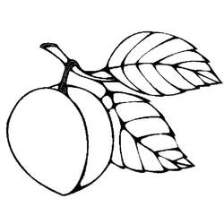 Dibujo para colorear: Albaricoque (Comida y Nutrición) #184242 - Dibujos para Colorear e Imprimir Gratis