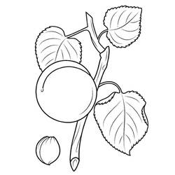 Dibujo para colorear: Albaricoque (Comida y Nutrición) #184245 - Dibujos para Colorear e Imprimir Gratis