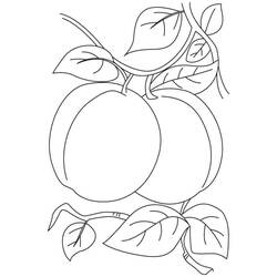 Dibujo para colorear: Albaricoque (Comida y Nutrición) #184246 - Dibujos para Colorear e Imprimir Gratis
