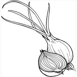 Dibujo para colorear: Cebolla (Comida y Nutrición) #186592 - Dibujos para Colorear e Imprimir Gratis