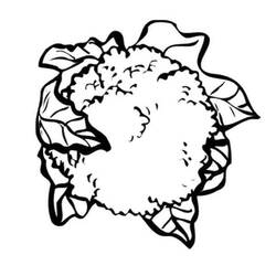 Dibujo para colorear: Coliflor (Comida y Nutrición) #207508 - Dibujos para Colorear e Imprimir Gratis