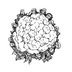 Dibujo para colorear: Coliflor (Comida y Nutrición) #207514 - Dibujos para Colorear e Imprimir Gratis