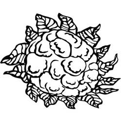 Dibujo para colorear: Coliflor (Comida y Nutrición) #207520 - Dibujos para Colorear e Imprimir Gratis
