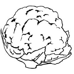 Dibujo para colorear: Coliflor (Comida y Nutrición) #207521 - Dibujos para Colorear e Imprimir Gratis
