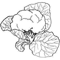 Dibujo para colorear: Coliflor (Comida y Nutrición) #207524 - Dibujos para Colorear e Imprimir Gratis