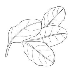 Dibujo para colorear: Espinaca (Comida y Nutrición) #187658 - Dibujos para Colorear e Imprimir Gratis