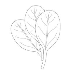 Dibujo para colorear: Espinaca (Comida y Nutrición) #187659 - Dibujos para Colorear e Imprimir Gratis