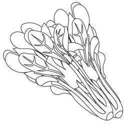 Dibujo para colorear: Espinaca (Comida y Nutrición) #187663 - Dibujos para Colorear e Imprimir Gratis