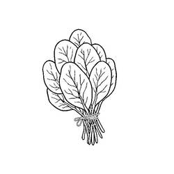 Dibujo para colorear: Espinaca (Comida y Nutrición) #187666 - Dibujos para Colorear e Imprimir Gratis