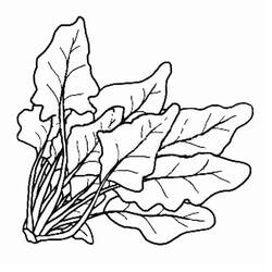 Dibujo para colorear: Espinaca (Comida y Nutrición) #187667 - Dibujos para Colorear e Imprimir Gratis