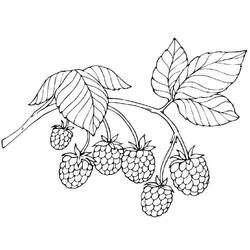 Dibujo para colorear: Frambuesa (Comida y Nutrición) #214009 - Dibujos para Colorear e Imprimir Gratis