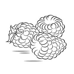 Dibujo para colorear: Frambuesa (Comida y Nutrición) #214010 - Dibujos para Colorear e Imprimir Gratis