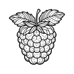 Dibujo para colorear: Frambuesa (Comida y Nutrición) #214018 - Dibujos para Colorear e Imprimir Gratis