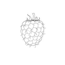 Dibujo para colorear: Frambuesa (Comida y Nutrición) #214019 - Dibujos para Colorear e Imprimir Gratis