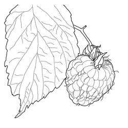 Dibujo para colorear: Frambuesa (Comida y Nutrición) #214023 - Dibujos para Colorear e Imprimir Gratis