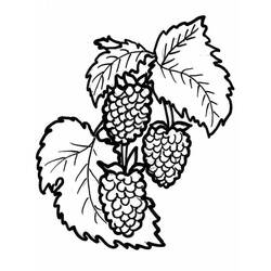 Dibujo para colorear: Frambuesa (Comida y Nutrición) #214025 - Dibujos para Colorear e Imprimir Gratis