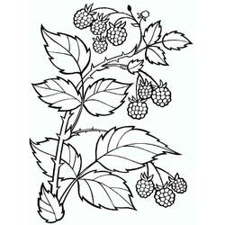 Dibujo para colorear: Frambuesa (Comida y Nutrición) #214026 - Dibujos para Colorear e Imprimir Gratis