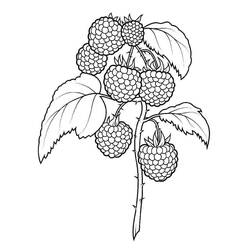 Dibujo para colorear: Frambuesa (Comida y Nutrición) #214027 - Dibujos para Colorear e Imprimir Gratis