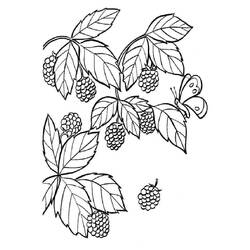 Dibujo para colorear: Frambuesa (Comida y Nutrición) #214028 - Dibujos para Colorear e Imprimir Gratis