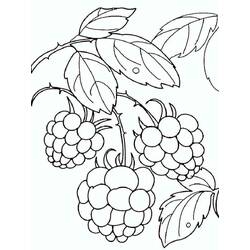 Dibujo para colorear: Frambuesa (Comida y Nutrición) #214029 - Dibujos para Colorear e Imprimir Gratis
