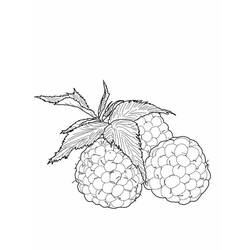 Dibujo para colorear: Frambuesa (Comida y Nutrición) #214030 - Dibujos para Colorear e Imprimir Gratis