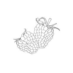 Dibujo para colorear: Frambuesa (Comida y Nutrición) #214031 - Dibujos para Colorear e Imprimir Gratis