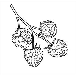 Dibujo para colorear: Frambuesa (Comida y Nutrición) #214033 - Dibujos para Colorear e Imprimir Gratis