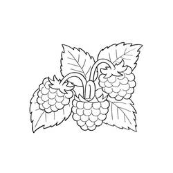 Dibujo para colorear: Frambuesa (Comida y Nutrición) #214034 - Dibujos para Colorear e Imprimir Gratis