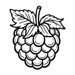 Dibujo para colorear: Frambuesa (Comida y Nutrición) #214036 - Dibujos para Colorear e Imprimir Gratis