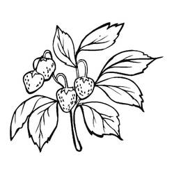 Dibujo para colorear: Fresa (Comida y Nutrición) #186978 - Dibujos para Colorear e Imprimir Gratis