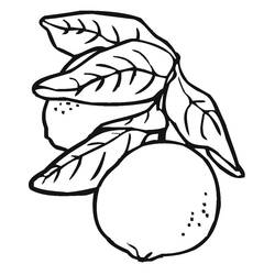 Dibujo para colorear: Limón (Comida y Nutrición) #185017 - Dibujos para Colorear e Imprimir Gratis