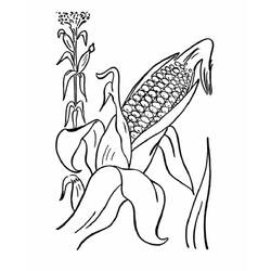 Dibujo para colorear: Maíz (Comida y Nutrición) #207452 - Dibujos para Colorear e Imprimir Gratis