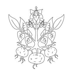 Dibujo para colorear: Patata (Comida y Nutrición) #207423 - Dibujos para Colorear e Imprimir Gratis